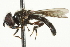  ( - CNC DIPTERA 106465)  @14 [ ] CreativeCommons - Attribution (2011) CNC/CBG Photography Group Centre for Biodiversity Genomics