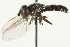  ( - CNC DIPTERA 106489)  @14 [ ] CreativeCommons - Attribution (2011) CNC/CBG Photography Group Centre for Biodiversity Genomics