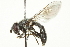  (Pipiza crassipes - CNC DIPTERA 106497)  @14 [ ] CreativeCommons - Attribution (2011) CNC/CBG Photography Group Centre for Biodiversity Genomics