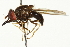  ( - CNC DIPTERA 106536)  @14 [ ] CreativeCommons - Attribution (2011) CNC/CBG Photography Group Centre for Biodiversity Genomics