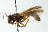  (Sphiximorpha loewii - CNC DIPTERA 10999)  @13 [ ] CreativeCommons - Attribution (2011) CNC/CBG Photography Group Centre for Biodiversity Genomics