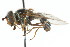  (Dasysyrphus limatus - CNC DIPTERA 13691)  @14 [ ] CreativeCommons - Attribution (2011) CNC/CBG Photography Group Centre for Biodiversity Genomics