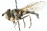  ( - CNC DIPTERA 14827)  @16 [ ] CreativeCommons - Attribution (2011) CNC/CBG Photography Group Centre for Biodiversity Genomics