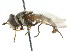  ( - CNC DIPTERA 14830)  @13 [ ] CreativeCommons - Attribution (2011) CNC/CBG Photography Group Centre for Biodiversity Genomics