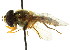  ( - CNC DIPTERA 15359)  @13 [ ] CreativeCommons - Attribution (2011) CNC/CBG Photography Group Centre for Biodiversity Genomics