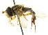  ( - CNC DIPTERA 15333)  @13 [ ] CreativeCommons - Attribution (2011) CNC/CBG Photography Group Centre for Biodiversity Genomics