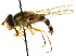  ( - CNC DIPTERA 15328)  @11 [ ] CreativeCommons - Attribution (2011) CNC/CBG Photography Group Centre for Biodiversity Genomics