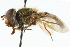  ( - CNC DIPTERA 17460)  @11 [ ] CreativeCommons - Attribution (2011) CNC/CBG Photography Group Centre for Biodiversity Genomics