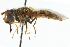  ( - CNC DIPTERA 17462)  @13 [ ] CreativeCommons - Attribution (2011) CNC/CBG Photography Group Centre for Biodiversity Genomics