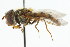  ( - CNC DIPTERA 17469)  @14 [ ] CreativeCommons - Attribution (2011) CNC/CBG Photography Group Centre for Biodiversity Genomics