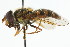  ( - CNC DIPTERA 17482)  @11 [ ] CreativeCommons - Attribution (2011) CNC/CBG Photography Group Centre for Biodiversity Genomics