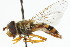  ( - CNC DIPTERA 17486)  @11 [ ] CreativeCommons - Attribution (2011) CNC/CBG Photography Group Centre for Biodiversity Genomics