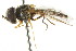  ( - CNC DIPTERA 21761)  @13 [ ] CreativeCommons - Attribution (2011) CNC/CBG Photography Group Centre for Biodiversity Genomics