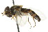  ( - CNC DIPTERA 21767)  @12 [ ] CreativeCommons - Attribution (2011) CNC/CBG Photography Group Centre for Biodiversity Genomics