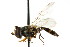  ( - CNC DIPTERA 21770)  @11 [ ] CreativeCommons - Attribution (2011) CNC/CBG Photography Group Centre for Biodiversity Genomics