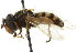  ( - CNC DIPTERA 21792)  @11 [ ] CreativeCommons - Attribution (2011) CNC/CBG Photography Group Centre for Biodiversity Genomics