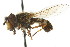  ( - CNC DIPTERA 21794)  @11 [ ] CreativeCommons - Attribution (2011) CNC/CBG Photography Group Centre for Biodiversity Genomics