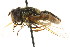  ( - CNC DIPTERA 21795)  @11 [ ] CreativeCommons - Attribution (2011) CNC/CBG Photography Group Centre for Biodiversity Genomics