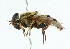  ( - CNC DIPTERA 2184)  @13 [ ] CreativeCommons - Attribution (2011) CNC/CBG Photography Group Centre for Biodiversity Genomics