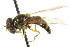  (Parasyrphus insolitus - CNC DIPTERA 21976)  @13 [ ] CreativeCommons - Attribution (2011) CNC/CBG Photography Group Centre for Biodiversity Genomics