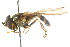  (Dasysyrphus bilineatus - CNC DIPTERA 26349)  @13 [ ] CreativeCommons - Attribution (2011) CNC/CBG Photography Group Centre for Biodiversity Genomics