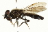  (Pipizinae - CNC DIPTERA 2846)  @15 [ ] CreativeCommons - Attribution (2011) CNC/CBG Photography Group Centre for Biodiversity Genomics