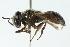  ( - CNC DIPTERA 2979)  @13 [ ] CreativeCommons - Attribution (2011) CNC/CBG Photography Group Centre for Biodiversity Genomics