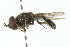  ( - CNC DIPTERA 3033)  @13 [ ] CreativeCommons - Attribution (2011) CNC/CBG Photography Group Centre for Biodiversity Genomics