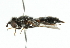  ( - CNC DIPTERA 35041)  @13 [ ] CreativeCommons - Attribution (2011) CNC/CBG Photography Group Centre for Biodiversity Genomics