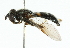  ( - CNC DIPTERA 35042)  @13 [ ] CreativeCommons - Attribution (2011) CNC/CBG Photography Group Centre for Biodiversity Genomics