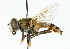  ( - CNC DIPTERA 41665)  @13 [ ] CreativeCommons - Attribution (2011) CNC/CBG Photography Group Centre for Biodiversity Genomics