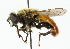 (Polydontomyia curvipes - CNC DIPTERA 45112)  @14 [ ] CreativeCommons - Attribution (2011) CNC/CBG Photography Group Centre for Biodiversity Genomics