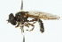  ( - CNC DIPTERA 48205)  @13 [ ] CreativeCommons - Attribution (2011) CNC/CBG Photography Group Centre for Biodiversity Genomics