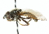  ( - CNC DIPTERA 48240)  @14 [ ] CreativeCommons - Attribution (2011) CNC/CBG Photography Group Centre for Biodiversity Genomics