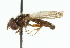  ( - CNC DIPTERA 48361)  @12 [ ] CreativeCommons - Attribution (2011) CNC/CBG Photography Group Centre for Biodiversity Genomics