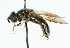  ( - CNC DIPTERA 48449)  @13 [ ] CreativeCommons - Attribution (2011) CNC/CBG Photography Group Centre for Biodiversity Genomics