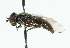  (Pipiza subinflatifrons - CNC DIPTERA 48502)  @14 [ ] CreativeCommons - Attribution (2011) CNC/CBG Photography Group Centre for Biodiversity Genomics