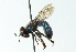  ( - CNC DIPTERA 52811)  @13 [ ] CreativeCommons - Attribution (2011) CNC/CBG Photography Group Centre for Biodiversity Genomics