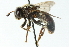  ( - CNC DIPTERA 52958)  @11 [ ] CreativeCommons - Attribution (2011) CNC/CBG Photography Group Centre for Biodiversity Genomics