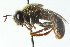  ( - CNC DIPTERA 52959)  @11 [ ] CreativeCommons - Attribution (2011) CNC/CBG Photography Group Centre for Biodiversity Genomics