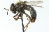  ( - CNC DIPTERA 52960)  @13 [ ] CreativeCommons - Attribution (2011) CNC/CBG Photography Group Centre for Biodiversity Genomics