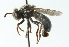  ( - CNC DIPTERA 53087)  @11 [ ] CreativeCommons - Attribution (2011) CNC/CBG Photography Group Centre for Biodiversity Genomics