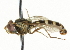  (Sphaerophoria bifurcata - CNC DIPTERA 56749)  @13 [ ] CreativeCommons - Attribution (2011) CNC/CBG Photography Group Centre for Biodiversity Genomics