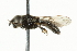  ( - CNC DIPTERA 56757)  @13 [ ] CreativeCommons - Attribution (2011) CNC/CBG Photography Group Centre for Biodiversity Genomics