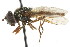  ( - CNC DIPTERA 72489)  @11 [ ] CreativeCommons - Attribution (2011) CNC/CBG Photography Group Centre for Biodiversity Genomics