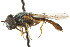  (Platycheirus pictipes - CNC DIPTERA 72490)  @15 [ ] CreativeCommons - Attribution (2011) CNC/CBG Photography Group Centre for Biodiversity Genomics