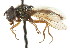  ( - CNC DIPTERA 72499)  @11 [ ] CreativeCommons - Attribution (2011) CNC/CBG Photography Group Centre for Biodiversity Genomics