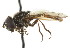  (Platycheirus rufigaster - CNC DIPTERA 72500)  @11 [ ] CreativeCommons - Attribution (2011) CNC/CBG Photography Group Centre for Biodiversity Genomics