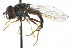  ( - CNC DIPTERA 72511)  @11 [ ] CreativeCommons - Attribution (2011) CNC/CBG Photography Group Centre for Biodiversity Genomics