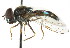  ( - CNC DIPTERA 72513)  @11 [ ] CreativeCommons - Attribution (2011) CNC/CBG Photography Group Centre for Biodiversity Genomics